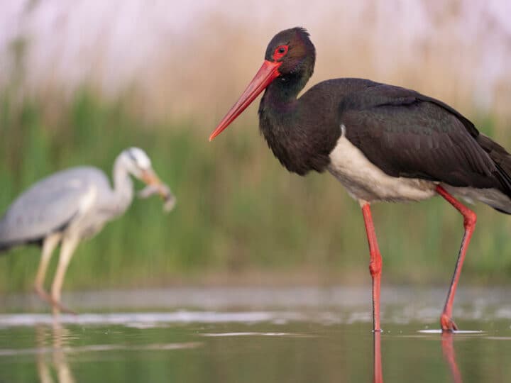 Black stork, Ciconia nigra, and Grey heron, Ardea cinerea, Pusztaszer reserve, Hungary
